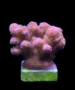 Alternative view of Pocillopora Pink G