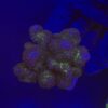 Pocillopora Pink M