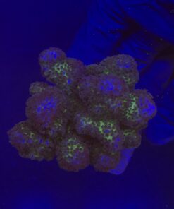 Pocillopora Pink M