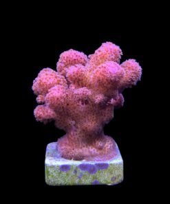 Alternative view of Pocillopora Pink M