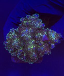 Pocillopora Purple M