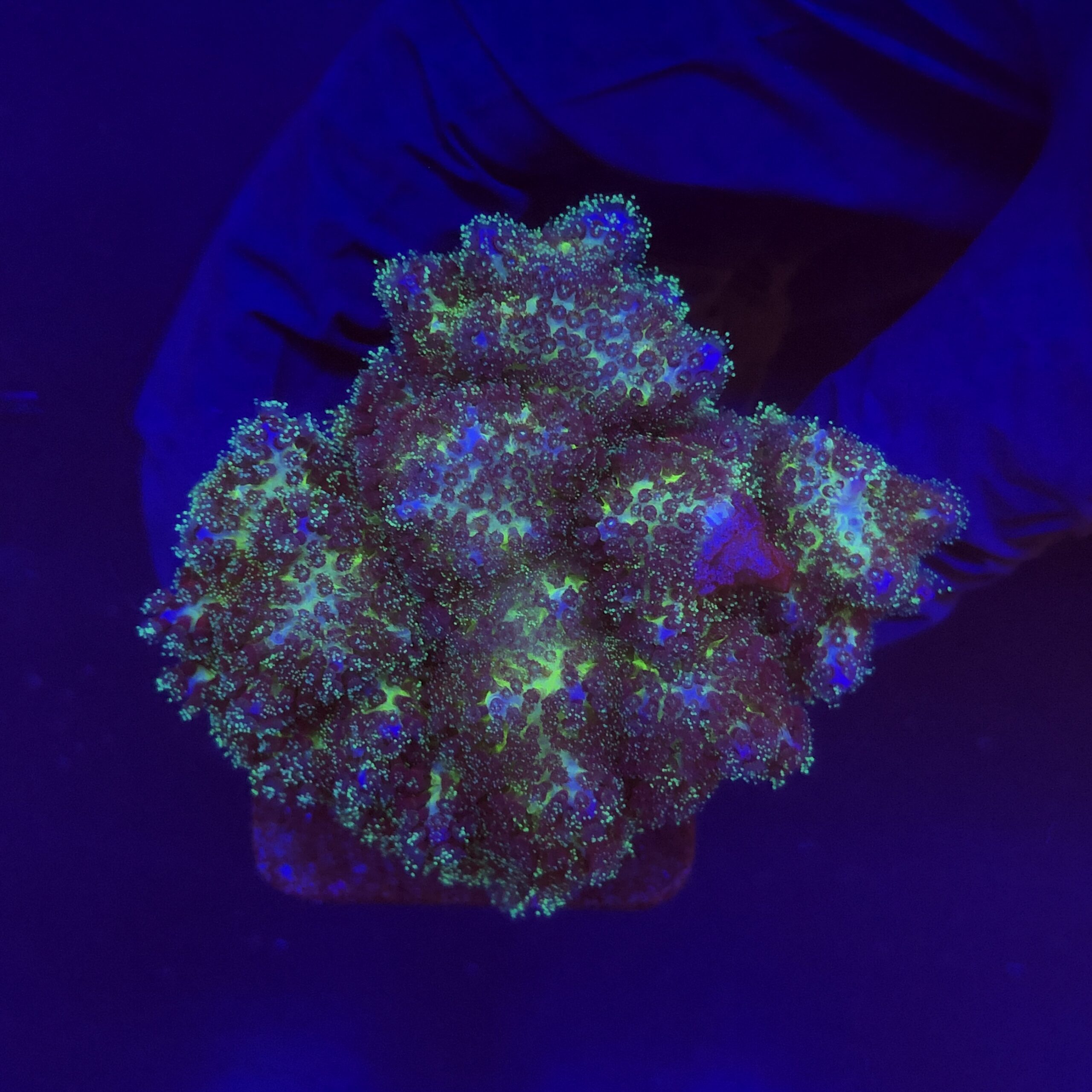 Pocillopora Purple M