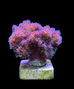 Alternative view of Pocillopora Purple M