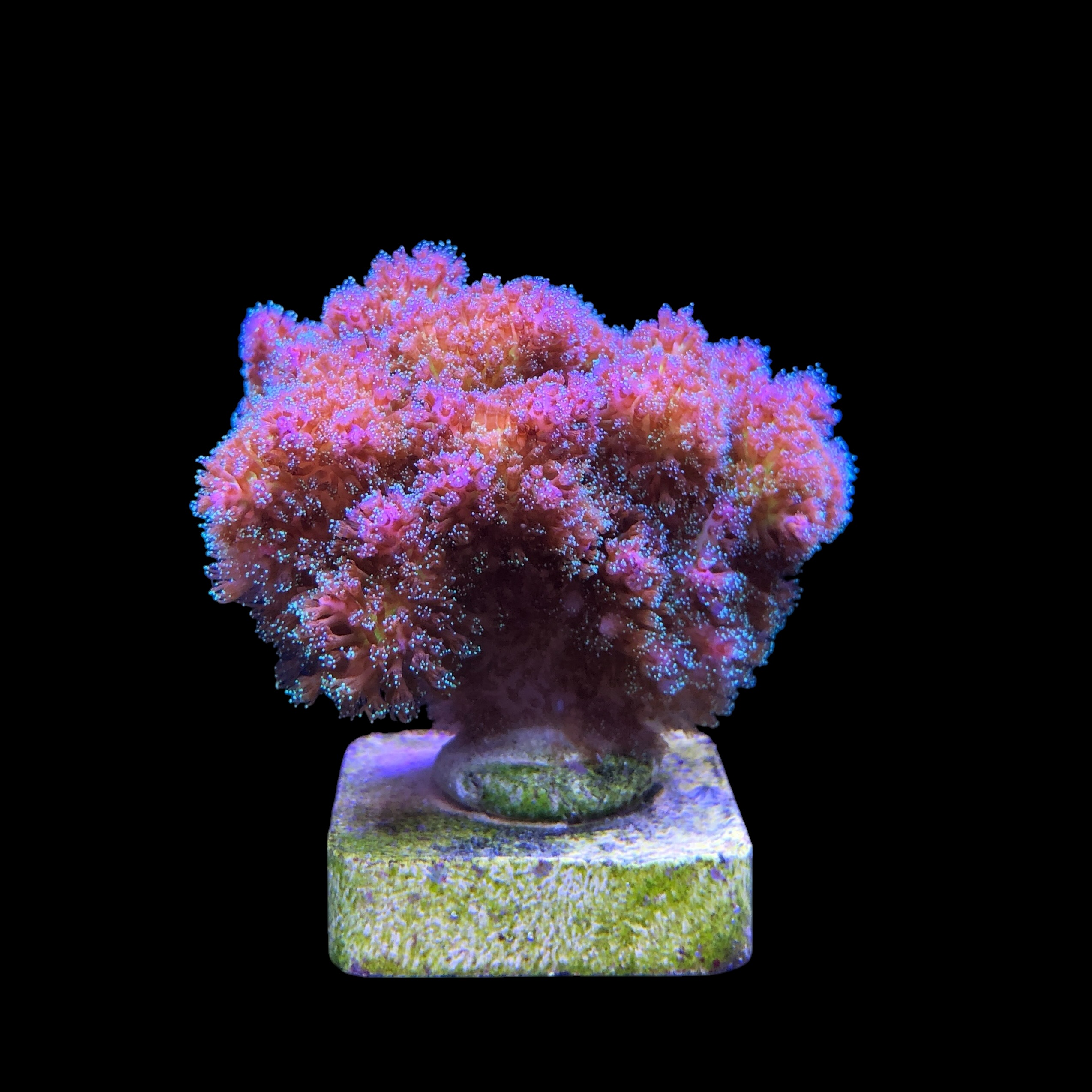 Pocillopora Purple M - Imagem 2