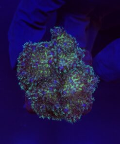 Pocillopora Purple M