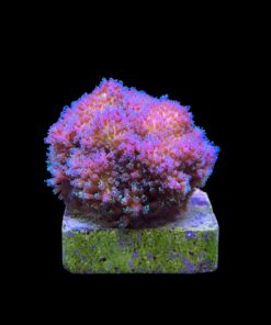 Alternative view of Pocillopora Purple M