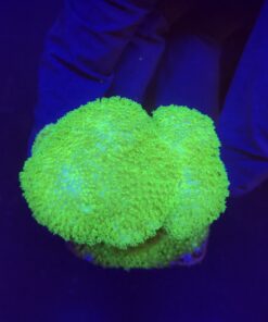 Pocillopora Yellow Green M