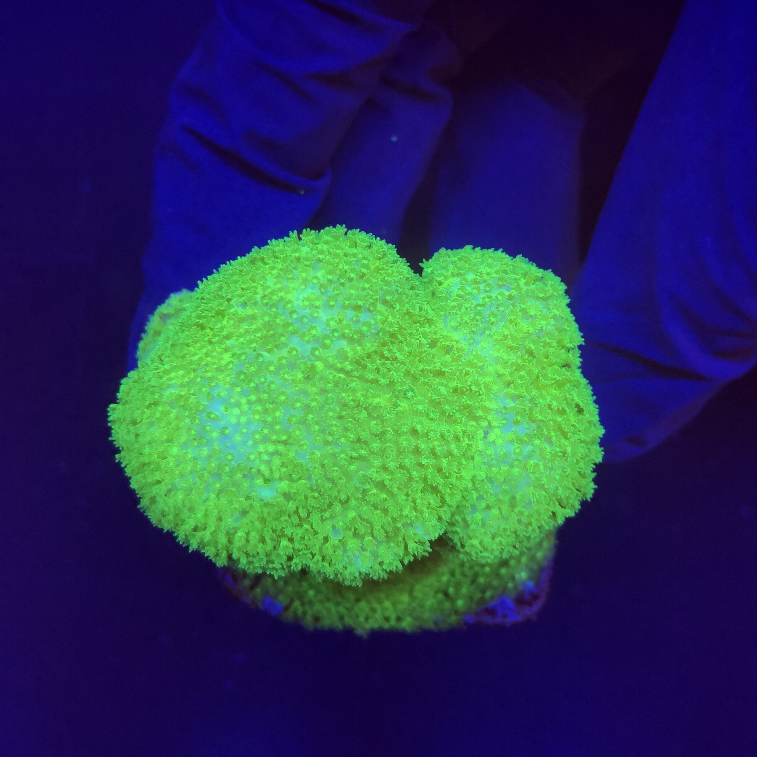 Pocillopora Yellow Green M