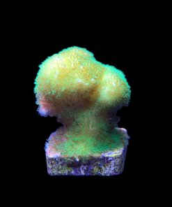 Alternative view of Pocillopora Yellow Green M