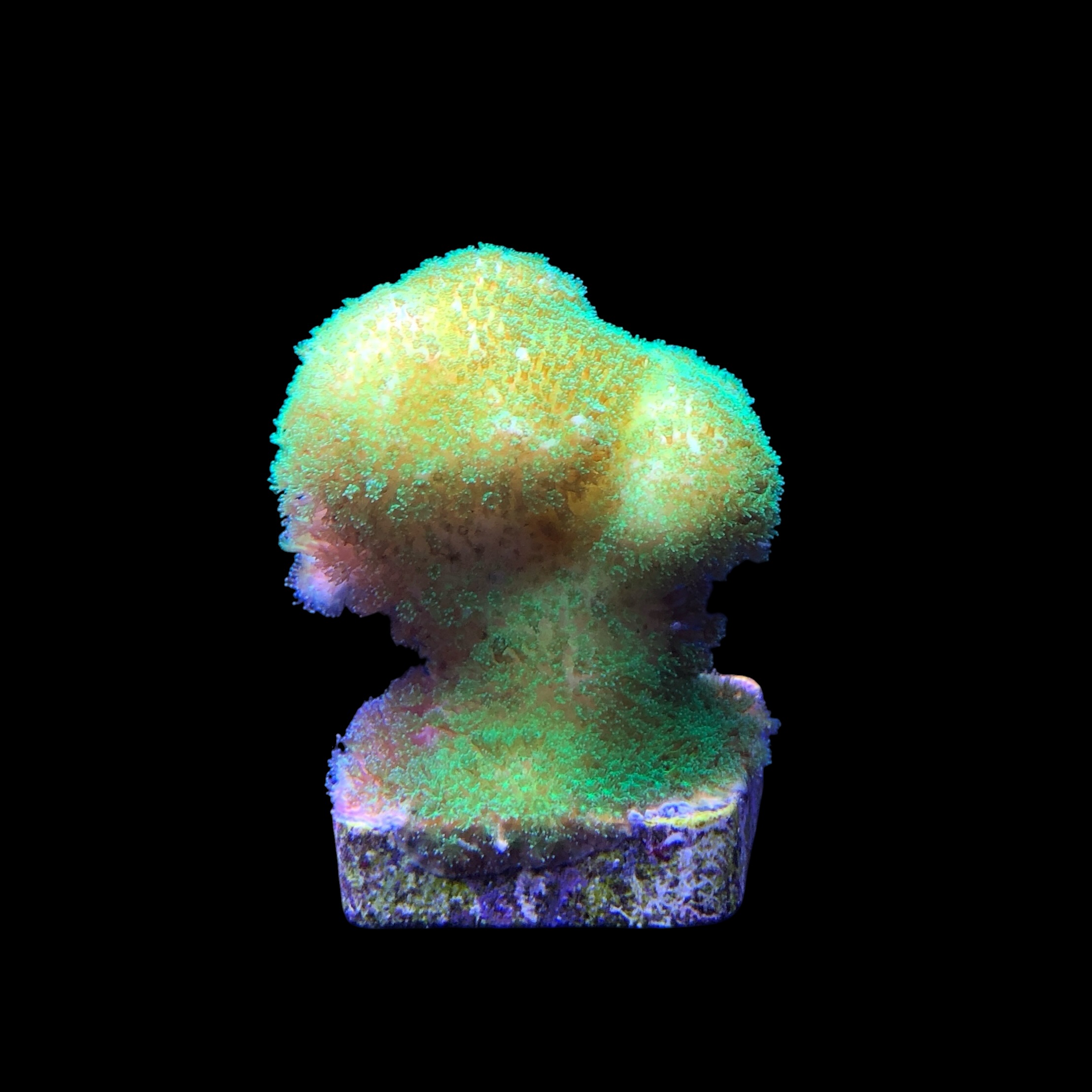 Pocillopora Yellow Green M - Imagem 2