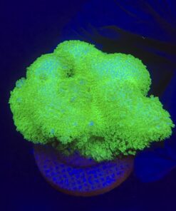 Pocillopora Yellow Green G