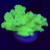 Pocillopora Yellow Green Mini Colônia