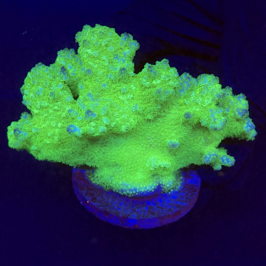 Ocyan