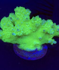 Pocillopora Yellow Green Mini Colônia