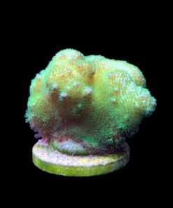 Alternative view of Pocillopora Yellow Green G