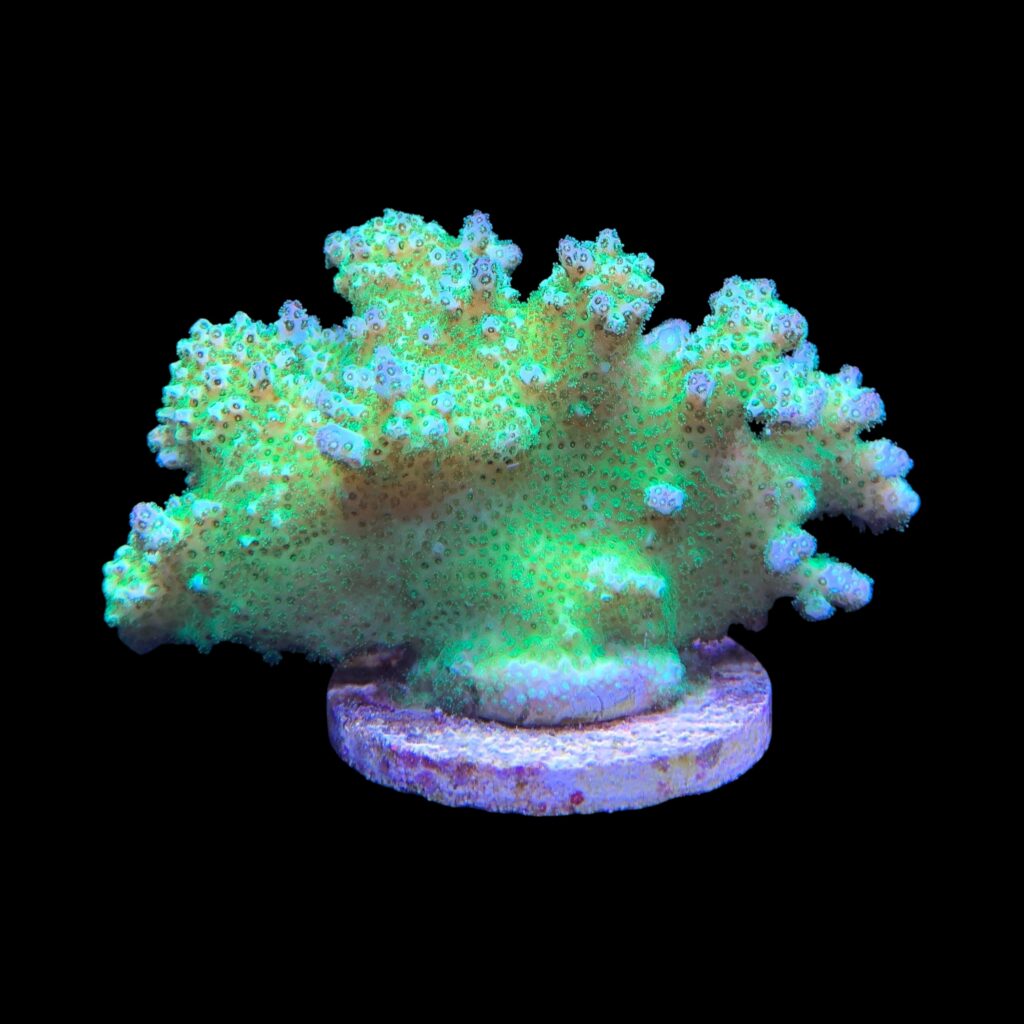 Ocyan