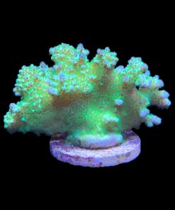 Alternative view of Pocillopora Yellow Green Mini Colônia