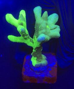 Psamocora Green M