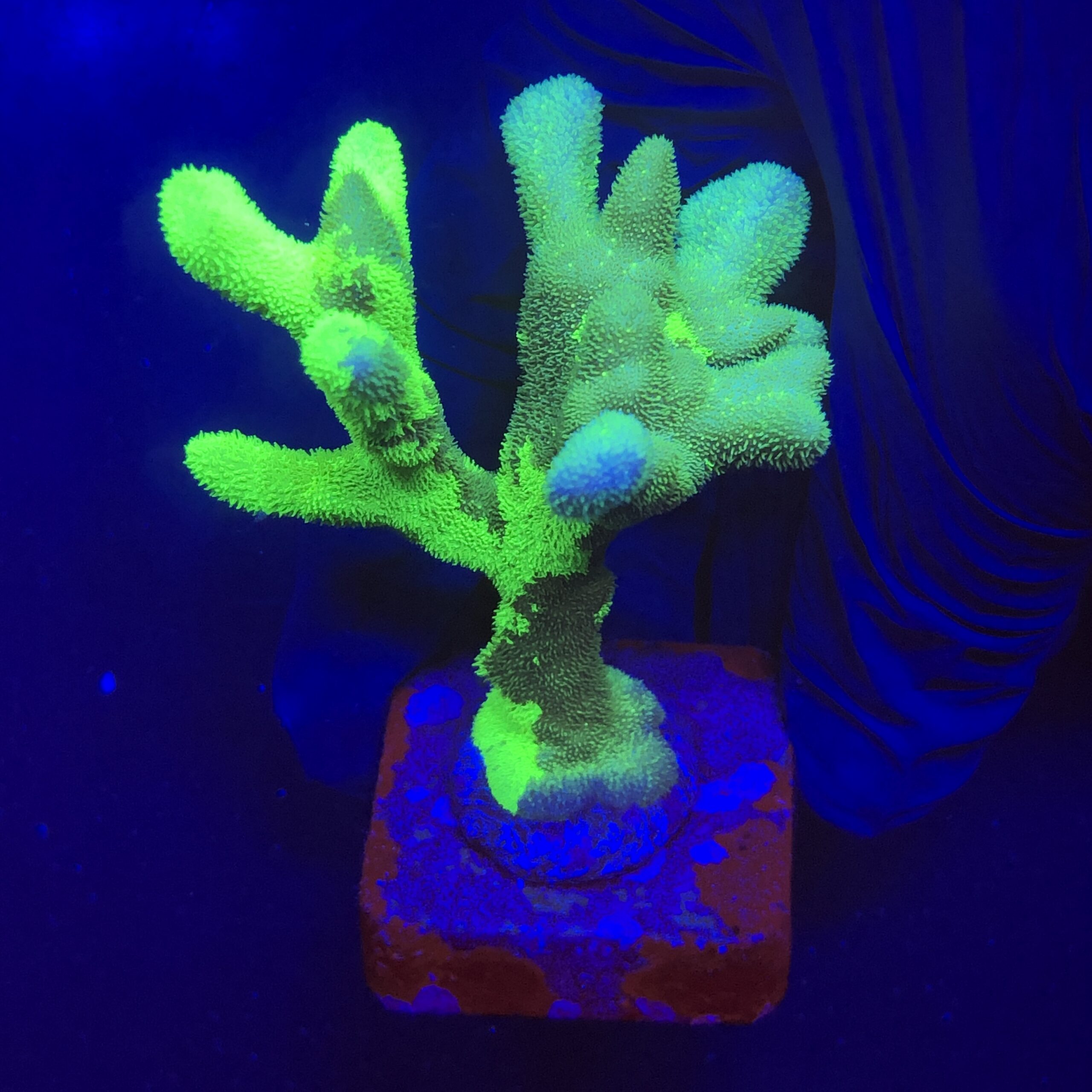 Psamocora Green M