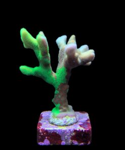 Alternative view of Psamocora Green M