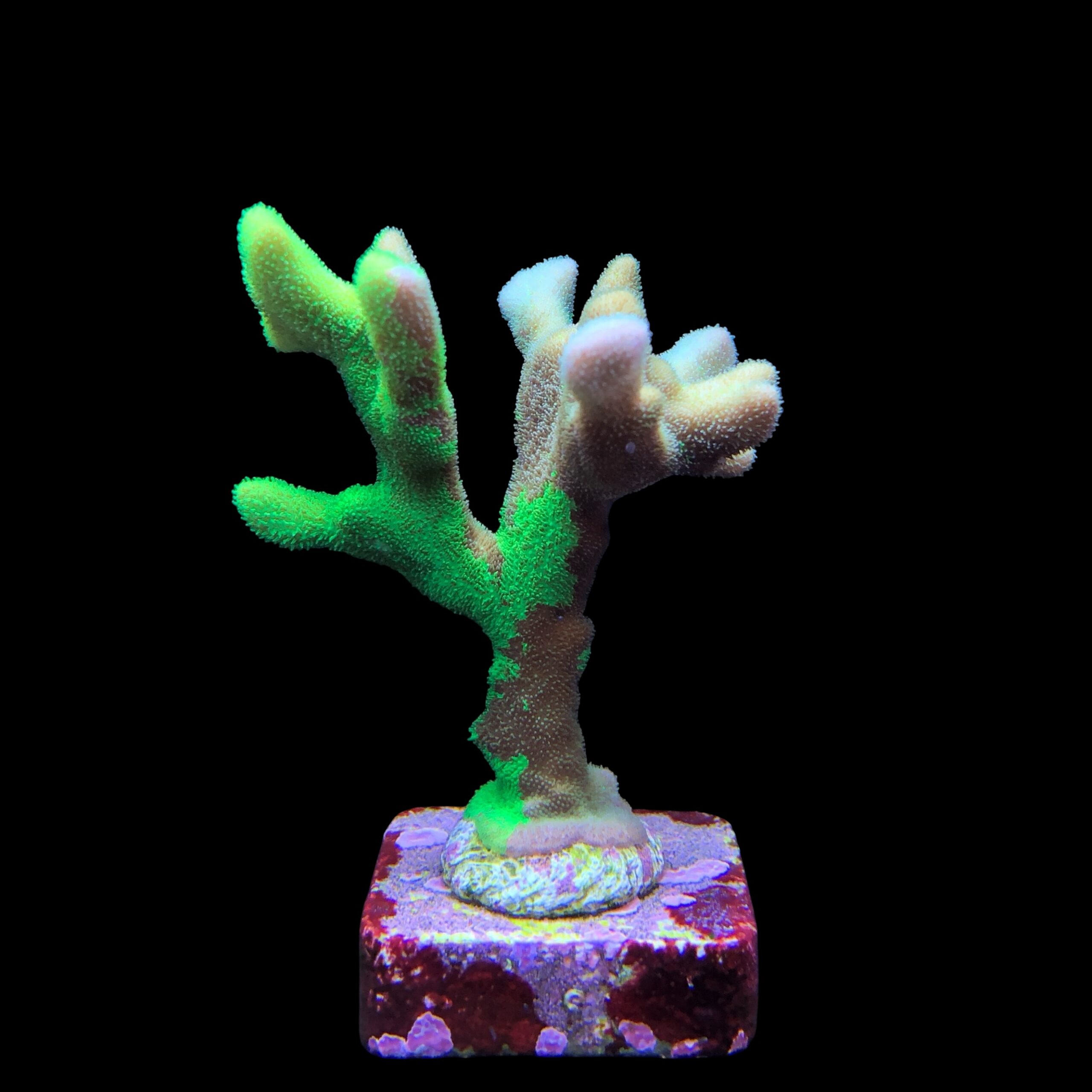 Psamocora Green M - Imagem 2