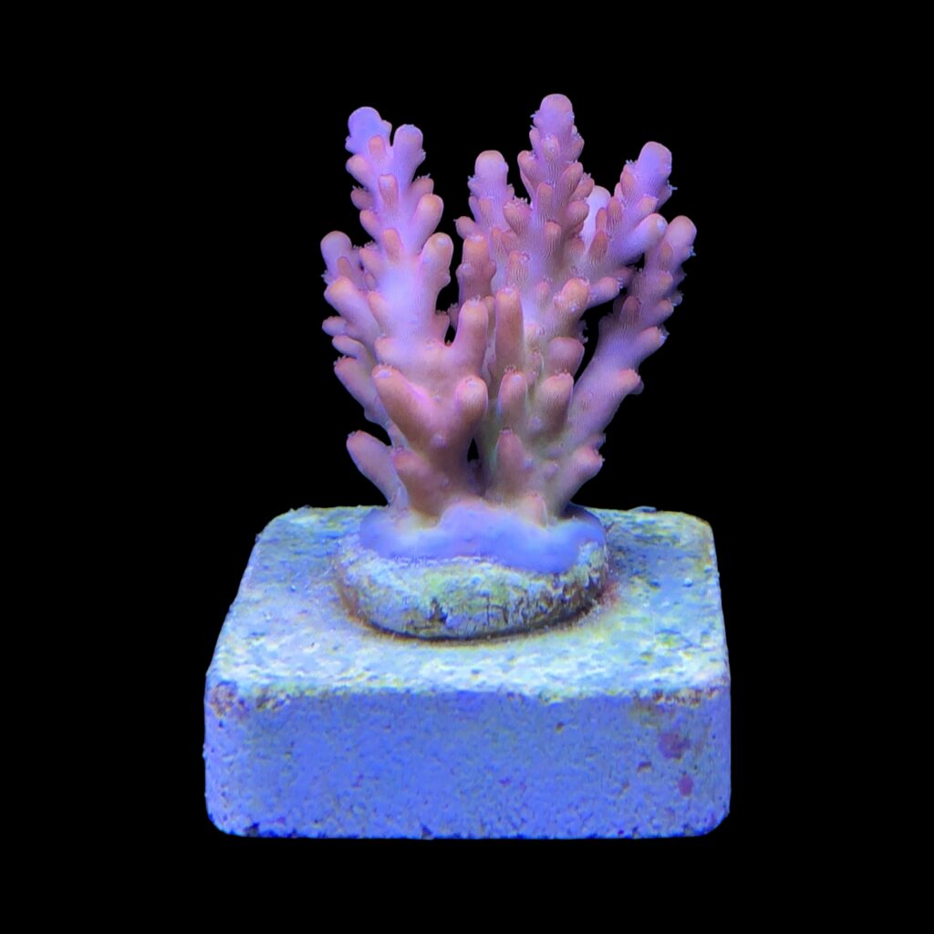 Ocyan