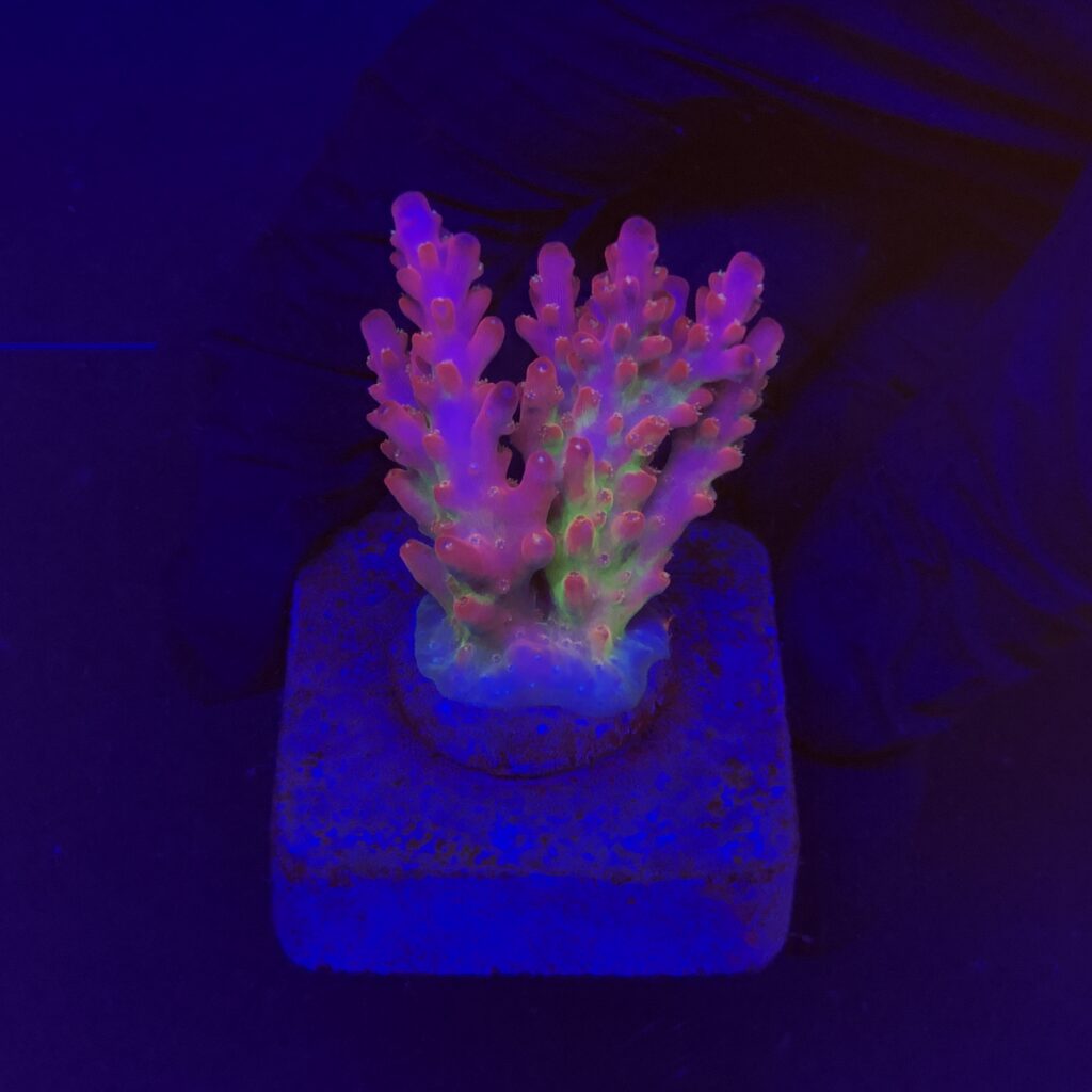 Ocyan