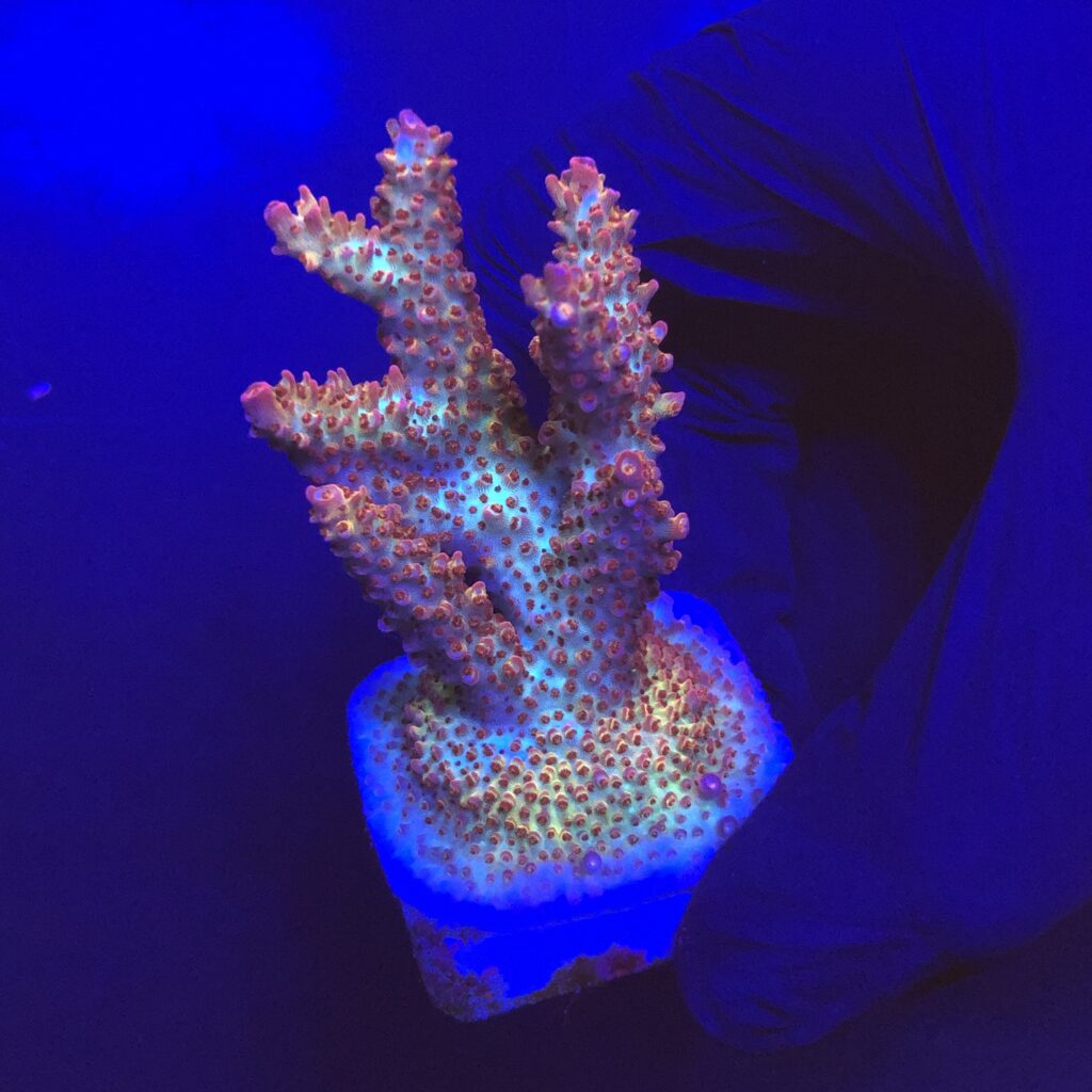 Ocyan