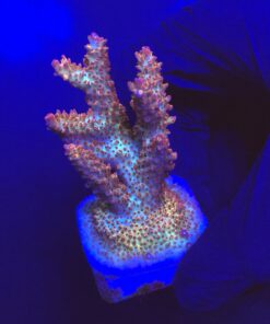 Red Robin Staghorn G