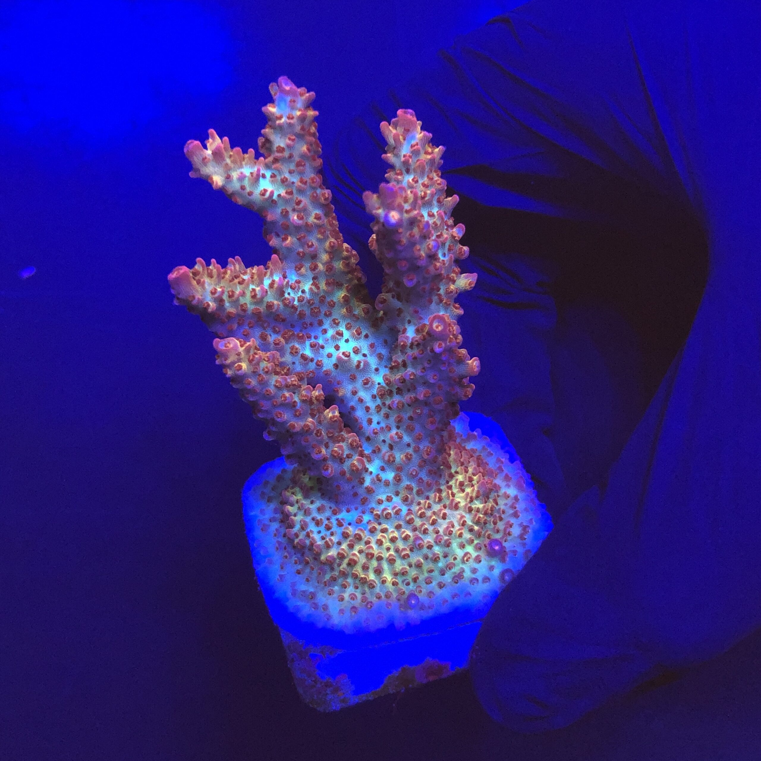 Red Robin Staghorn G
