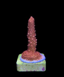 Alternative view of Red Robin Staghorn M