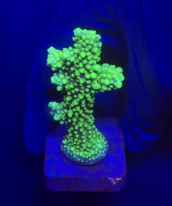 Salmoensis Green M