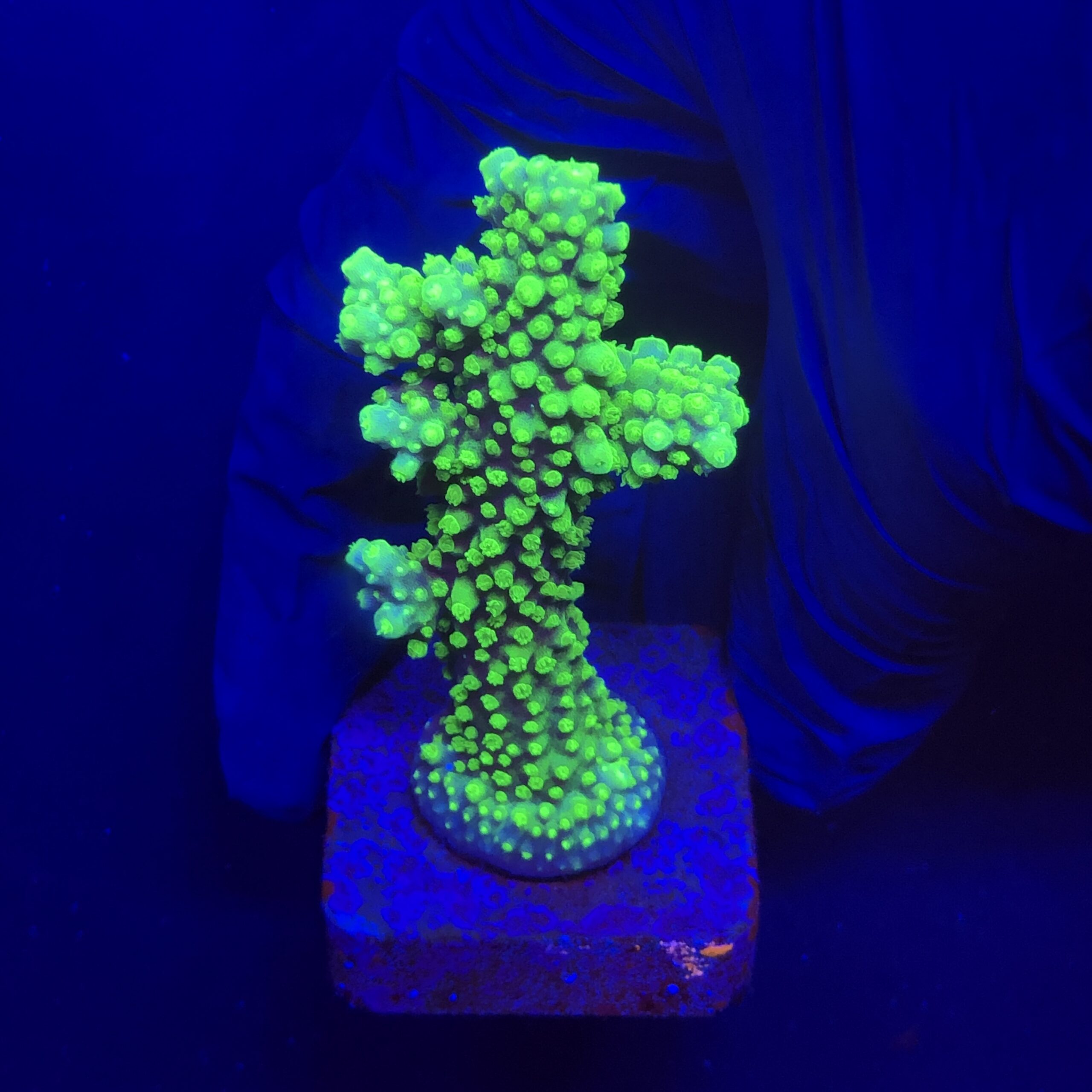 Salmoensis Green M