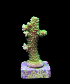 Alternative view of Salmoensis Green M