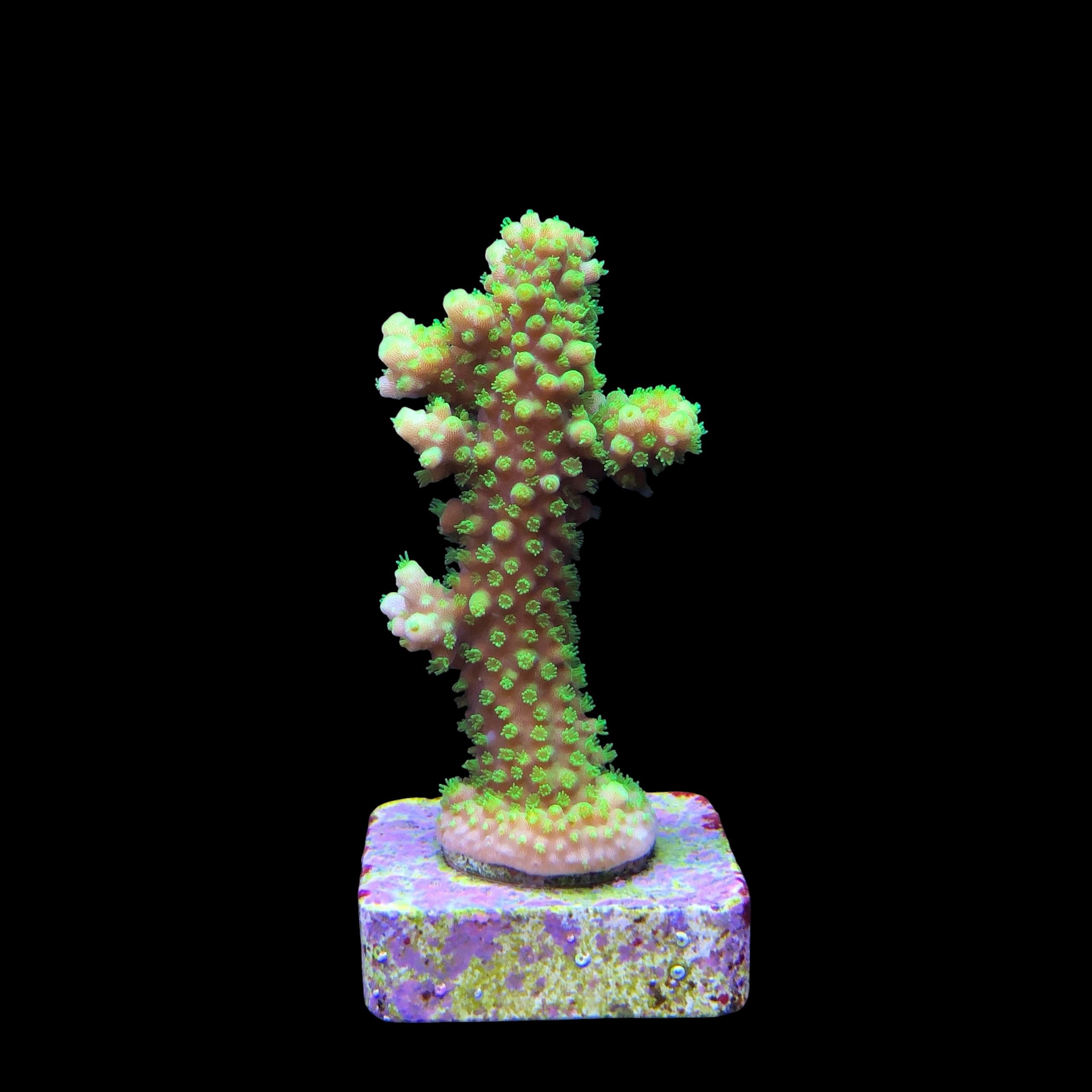 Salmoensis Green M - Imagem 2