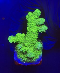 Salmoensis Green M