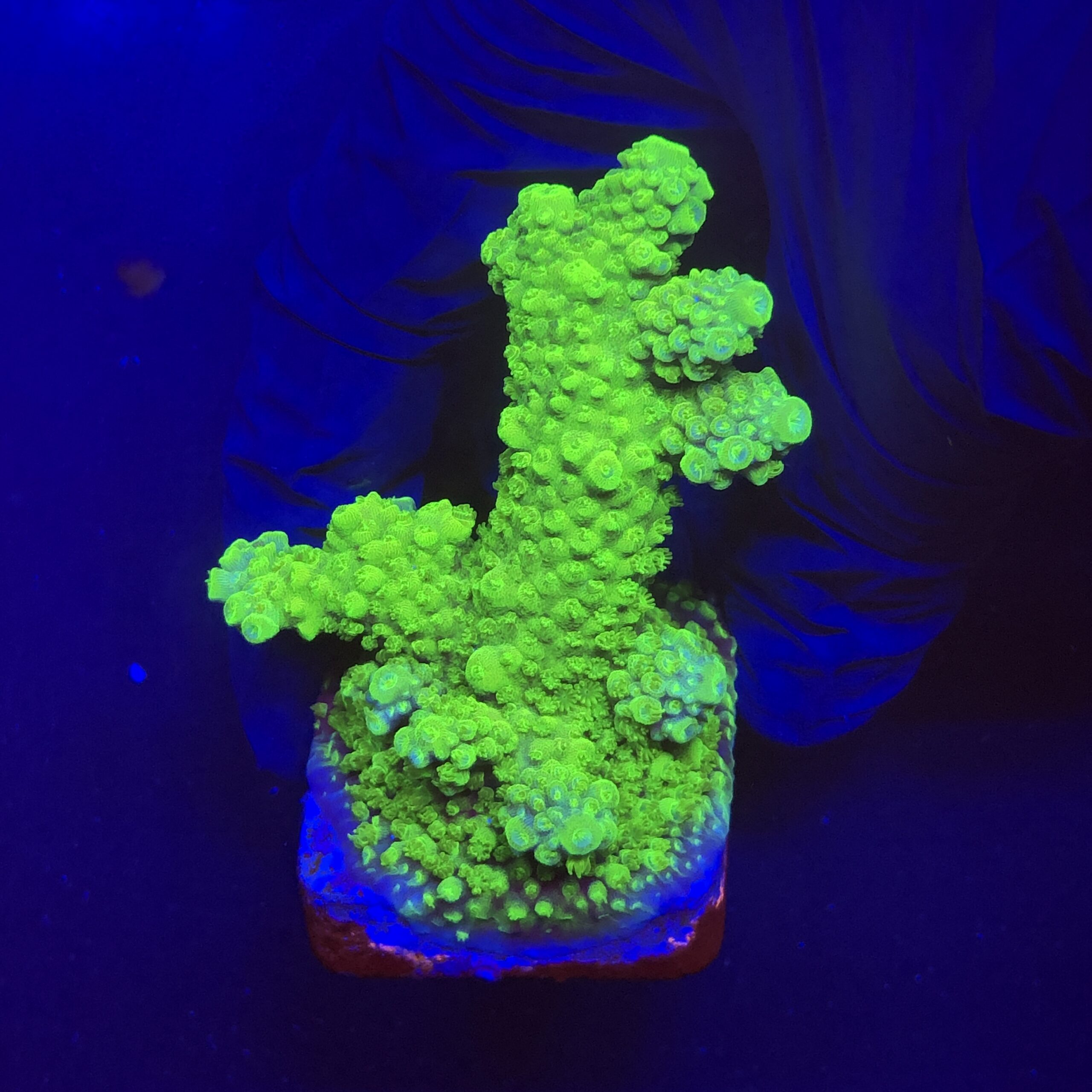 Salmoensis Green M