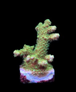 Alternative view of Salmoensis Green M