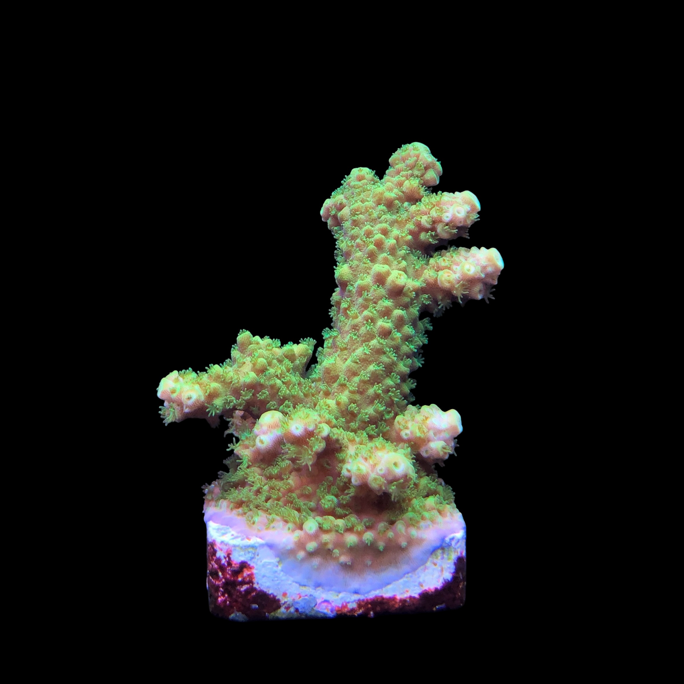 Salmoensis Green M - Imagem 2