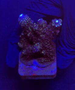 Salmoensis Purple G