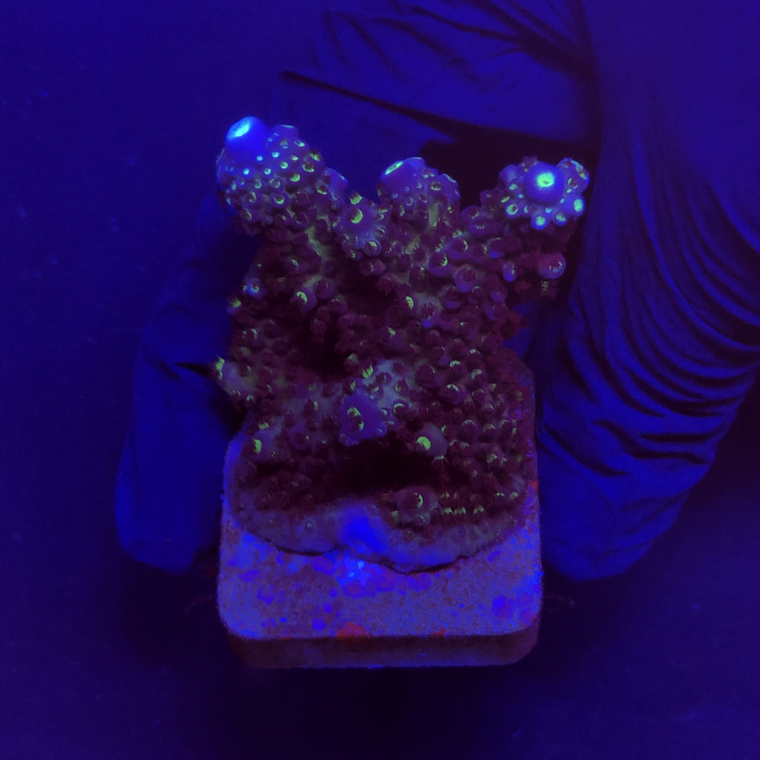 Salmoensis Purple G
