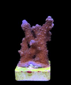 Alternative view of Salmoensis Purple G