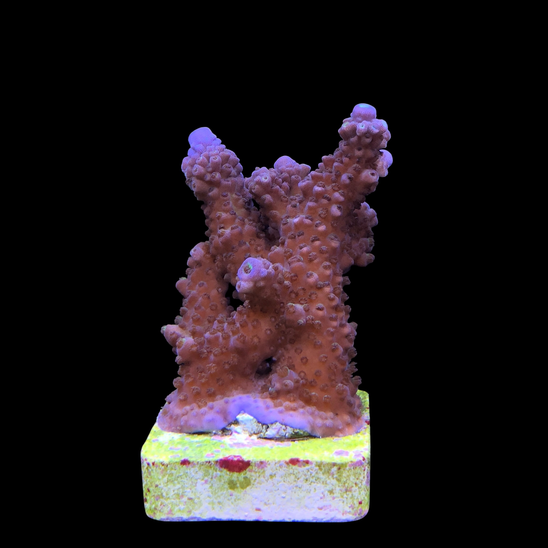 Salmoensis Purple G - Imagem 2