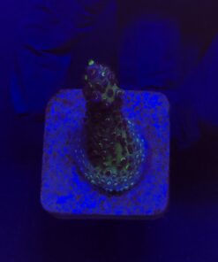 Salmoensis Purple M