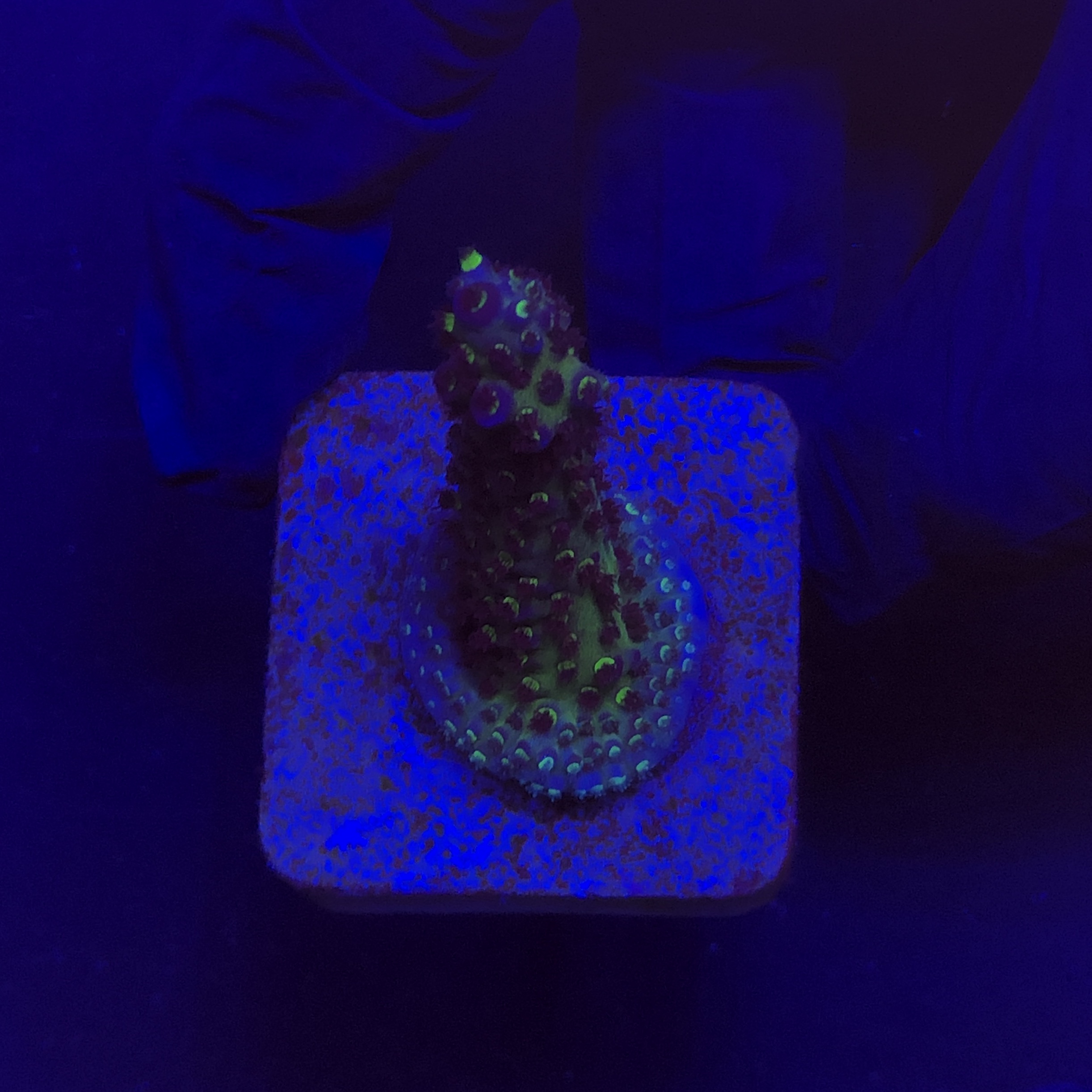 Salmoensis Purple M