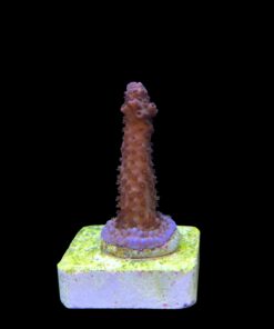 Alternative view of Salmoensis Purple M