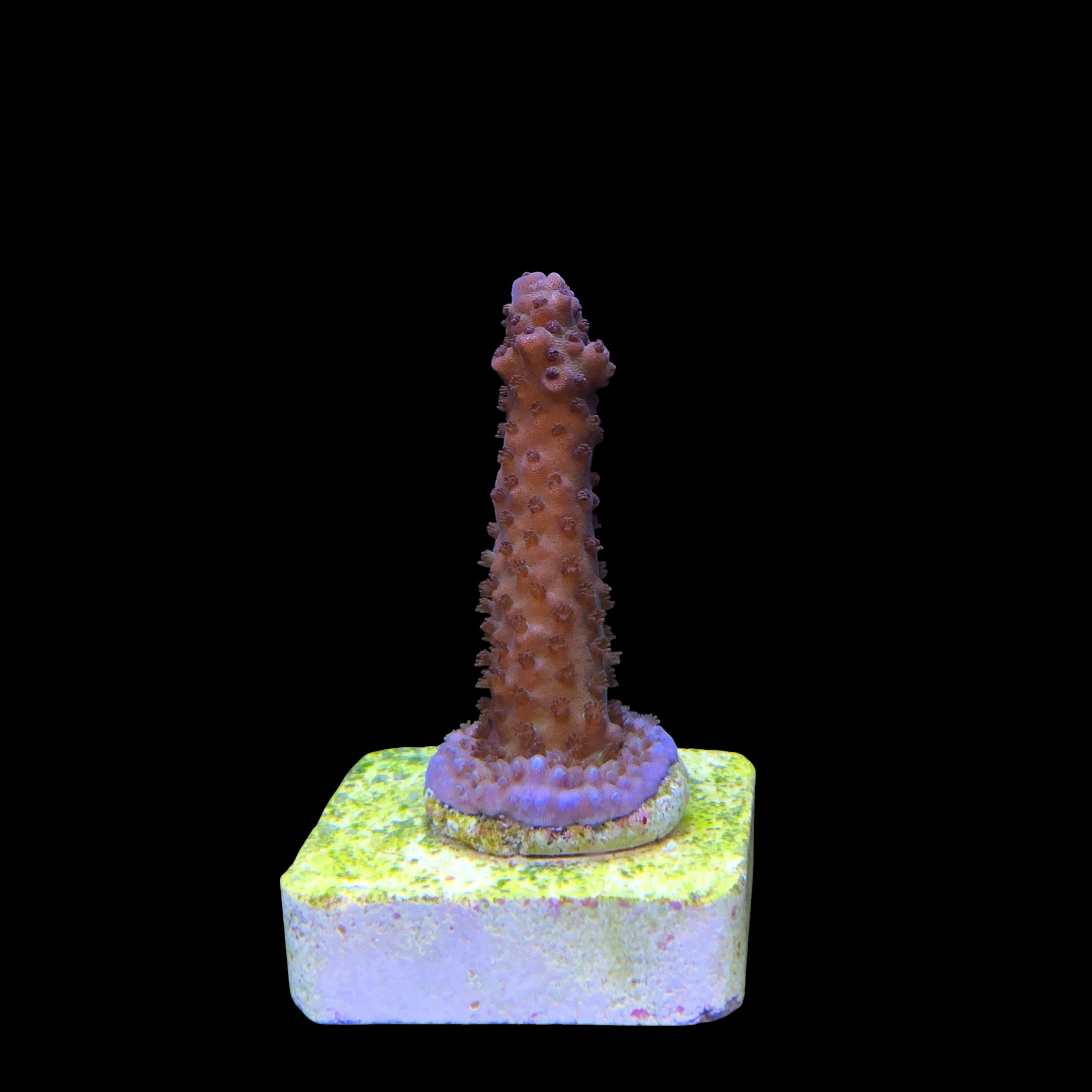 Salmoensis Purple M - Imagem 2