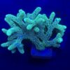 Seriatopora Caliendrum Mini Colônia