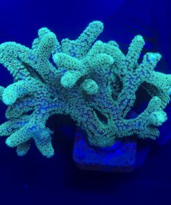 Seriatopora Caliendrum Mini Colônia
