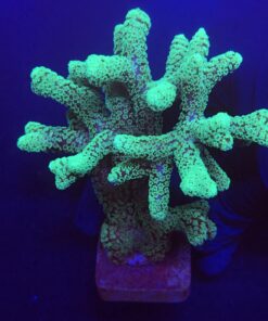 Seriatopora Caliendrum Mini Colônia